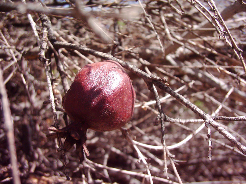 زمستان انارستان