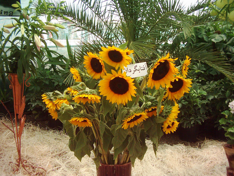 آفتابگردان