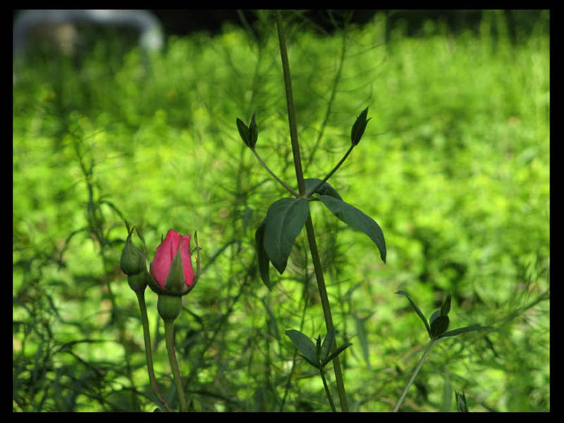 پارک طالقاني ساوه