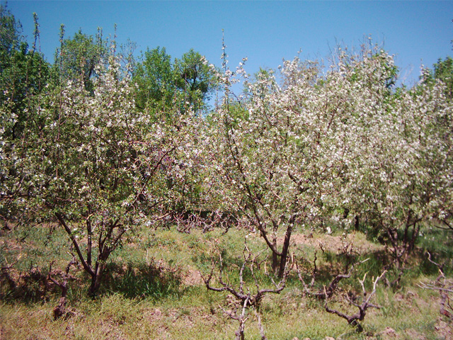 طبیعت زیبای مسیر ساوه-نوبران