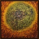 گل آفتابگردان گل آفتابگردان