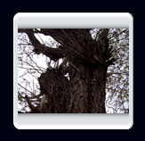 روستاي الوير