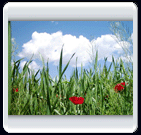 خرداد ماه روستاي الوير ساوه خرداد ماه روستاي الوير ساوه