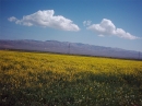 مزارع کشت کلزا بین مسیر ساوه-نوبران