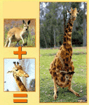 كانگرو+زرافه؟